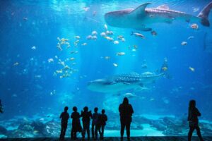 Georgia Aquarium Adventure — June 6–7, 2026
