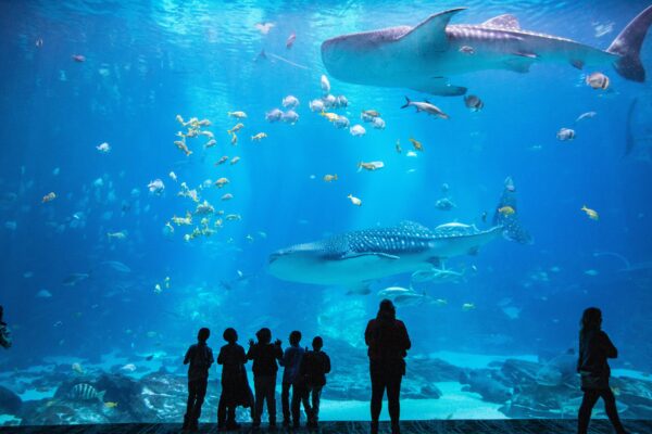Georgia Aquarium Adventure — June 6–7, 2026