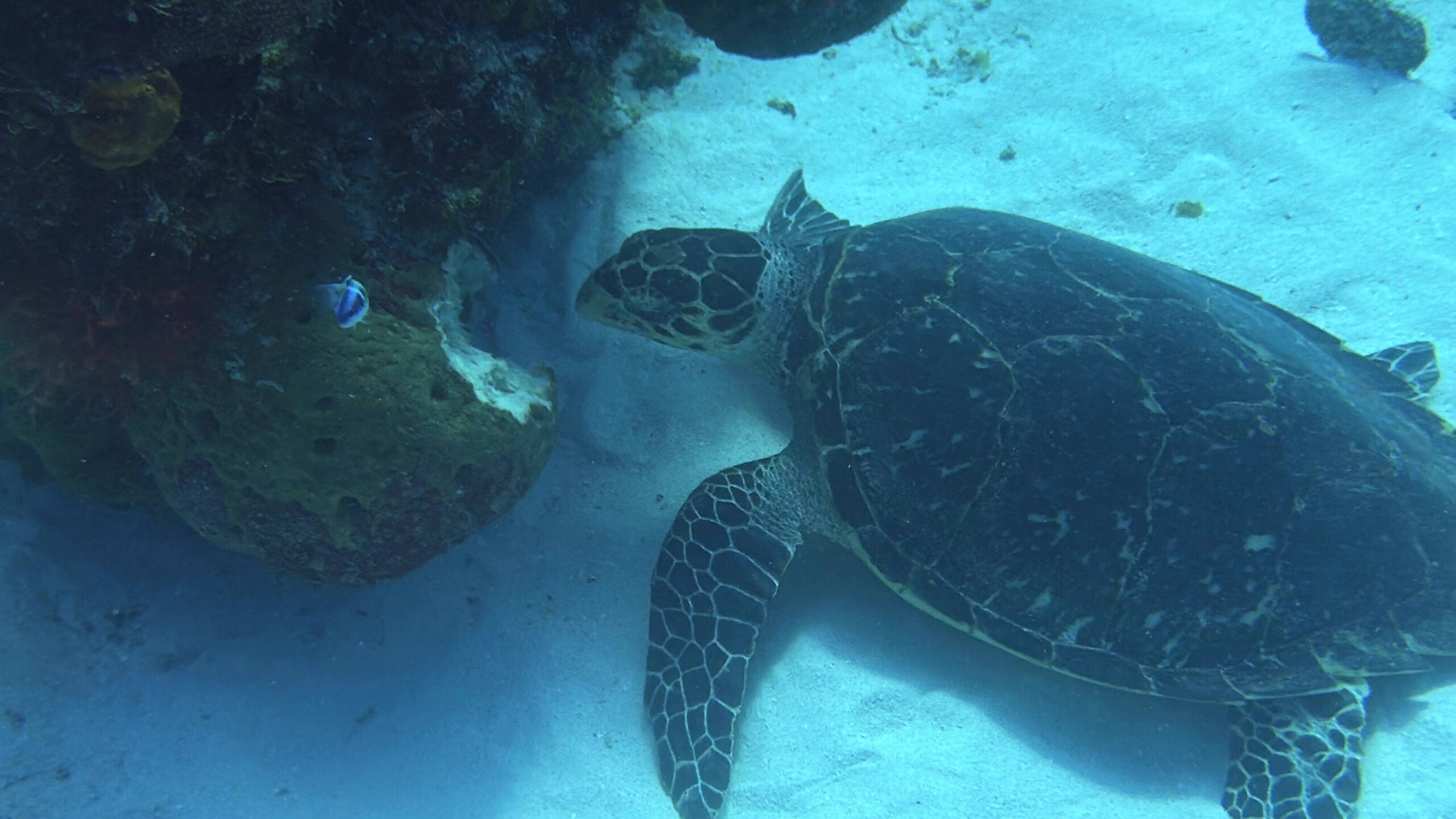 Cayman Brac Beach Resort Adventure, July 18–25, 2026 DEPOSIT - Image 13