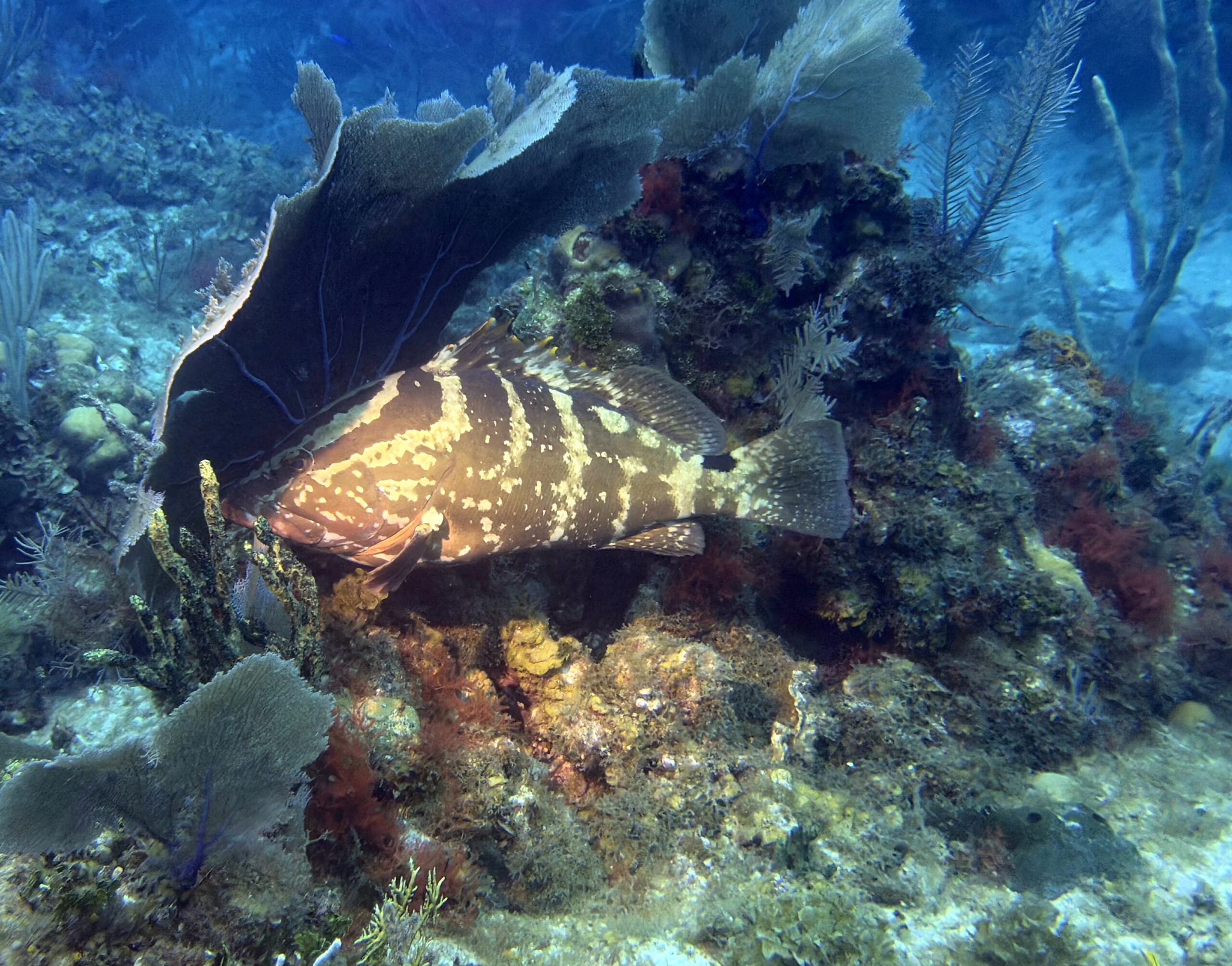 Cayman Brac Beach Resort Adventure, July 18–25, 2026 DEPOSIT - Image 15