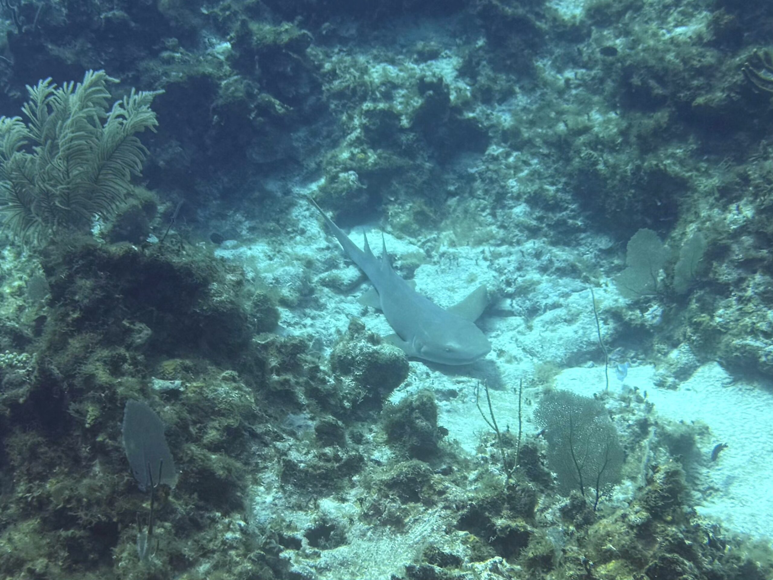 Cayman Brac Beach Resort Adventure, July 18–25, 2026 DEPOSIT - Image 5