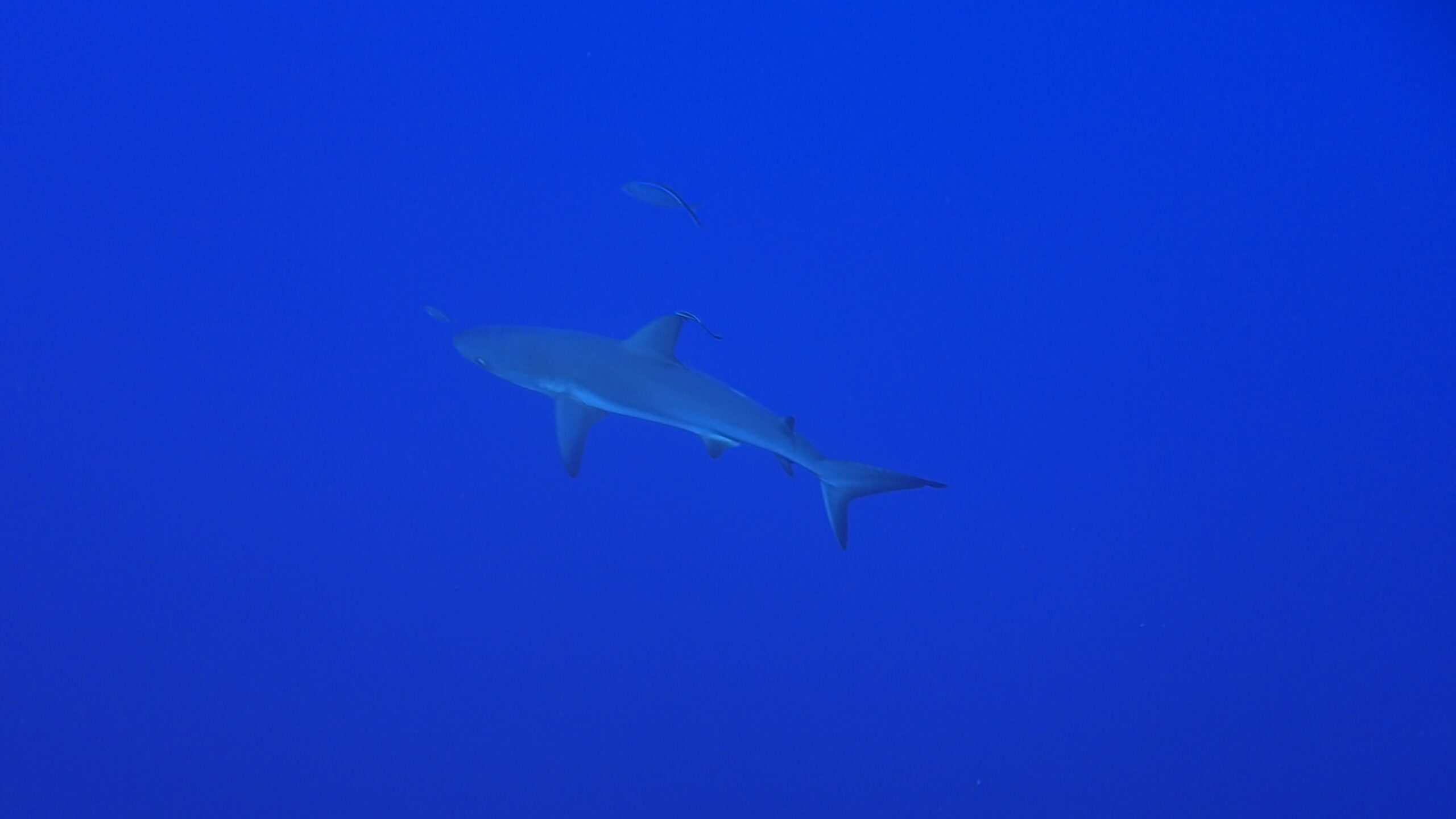 Cayman Brac Beach Resort Adventure, July 18–25, 2026 DEPOSIT - Image 17