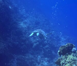 Cayman Brac Beach Resort Adventure, July 18–25, 2026 DEPOSIT