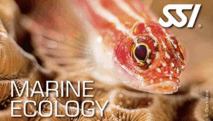 SSI Marine Ecology Specialty Program