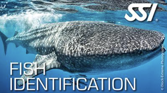 SSI Marine Ecology Specialty Program - Image 3