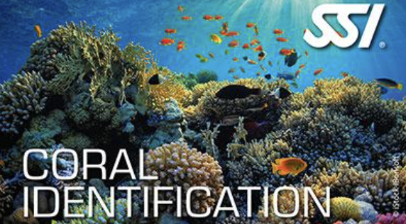 SSI Marine Ecology Specialty Program - Image 4