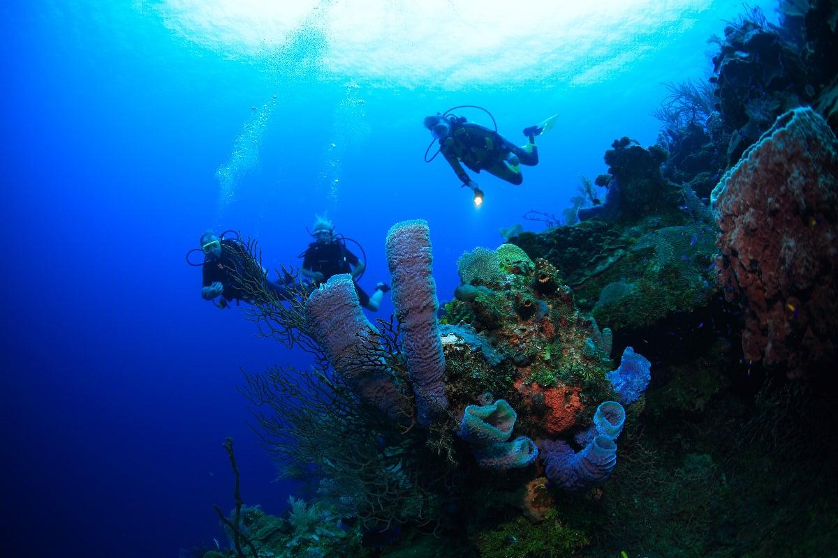 Women's Dive Adventure at Mayan Princess Beach & Dive Resort – Roatan, Honduras June 5–12, 2027 - Image 4